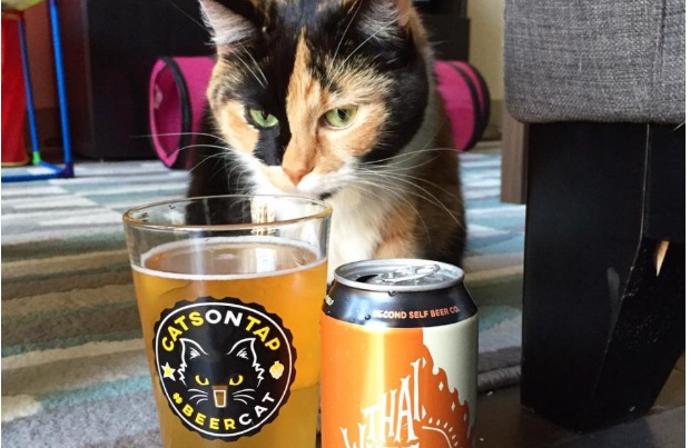 cats-on-tap-main